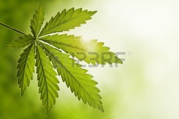 21289562-cannabis-leaf